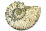 Large, Bumpy Ammonite (Douvilleiceras) Fossil - Madagascar #372688-1